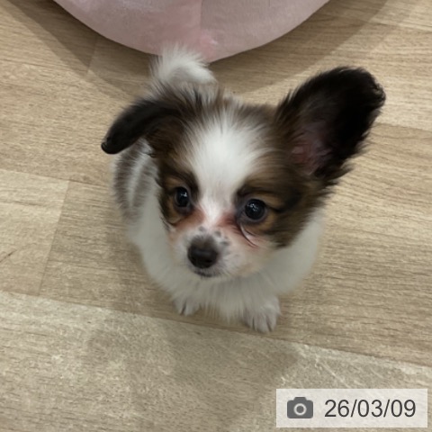 パピヨンの写真