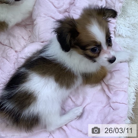 山梨県のパピヨン (ペットプラス 甲府昭和店/2026年1月6日生まれ/女の子/ホワイトブラウン)の子犬の4枚目の画像