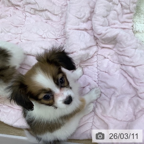 山梨県のパピヨン (ペットプラス 甲府昭和店/2026年1月6日生まれ/女の子/ホワイトブラウン)の子犬の3枚目の画像