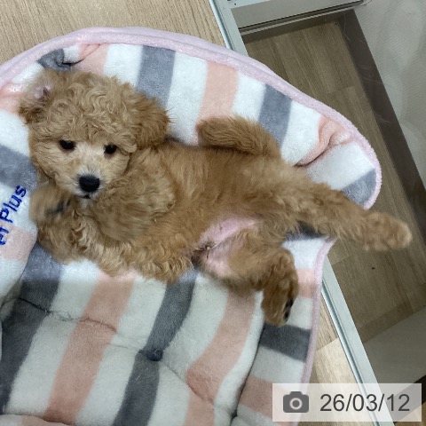 宮城県のトイプードル(トイ) (ペットプラス 名取店/2026年1月7日生まれ/男の子/レッドフォーン)の子犬の4枚目の画像