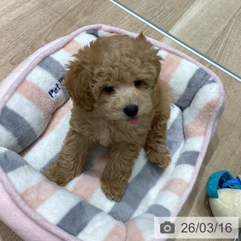 宮城県のトイプードル(トイ) (ペットプラス 名取店/2026年1月7日生まれ/男の子/レッドフォーン)の子犬の3枚目の画像