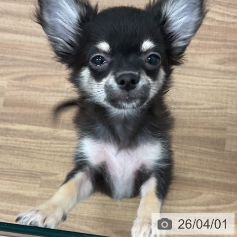 茨城県のチワワ(ロング) (ペッツワン 古河店/2026年1月5日生まれ/男の子/ブラックタンホワイト)の子犬の4枚目の画像