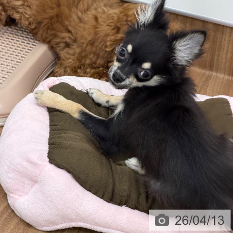 群馬県のチワワ(ロング) (ペットプラス イオンモール太田店/2026年1月5日生まれ/男の子/ブラックタンホワイト)の子犬の4枚目の画像