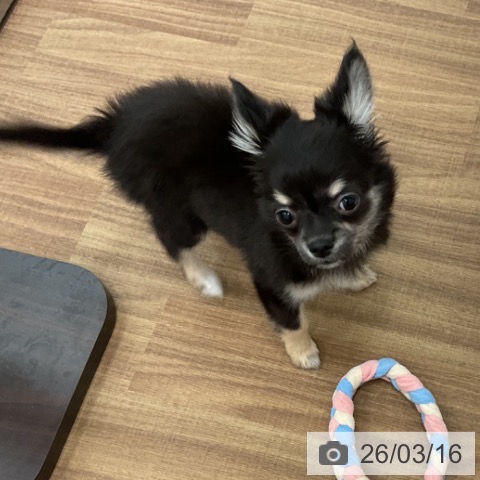 茨城県のチワワ(ロング) (ペッツワン 古河店/2026年1月5日生まれ/男の子/ブラックタンホワイト)の子犬の3枚目の画像