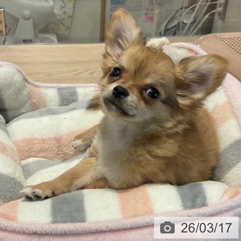 埼玉県のチワワ(ロング) (ペットプラス コクーンシティ店/2026年1月5日生まれ/男の子/フォーンホワイト)の子犬の3枚目の画像