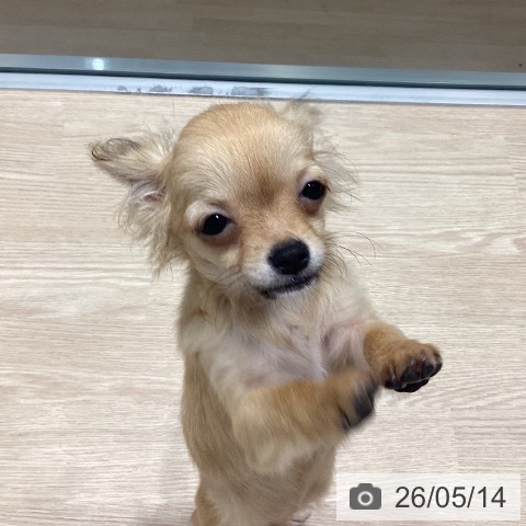 千葉県のチワワ(ロング) (ペットプラス 柏店/2026年1月5日生まれ/女の子/フォーンホワイト)の子犬の4枚目の画像