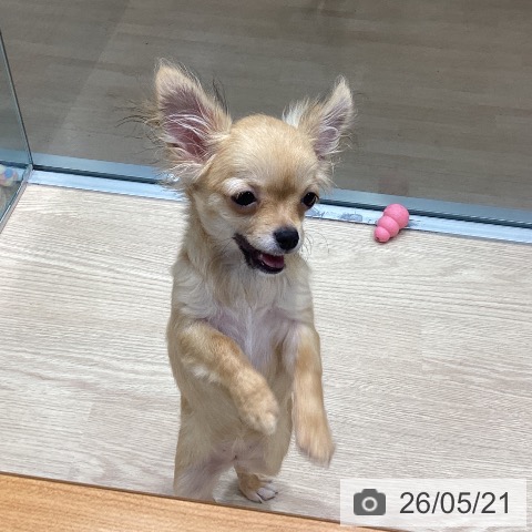 千葉県のチワワ(ロング) (ペットプラス 柏店/2026年1月5日生まれ/女の子/フォーンホワイト)の子犬の4枚目の画像