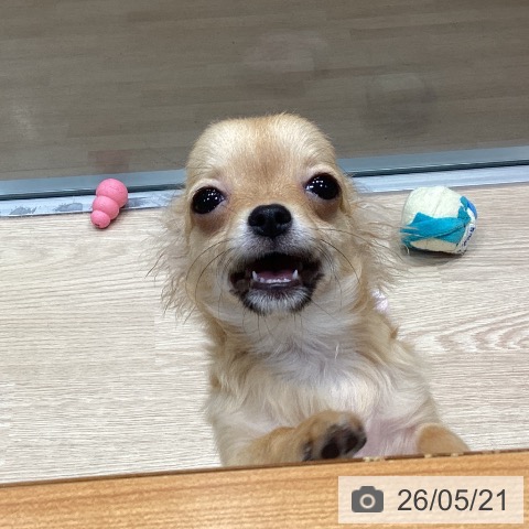 千葉県のチワワ(ロング) (ペットプラス 柏店/2026年1月5日生まれ/女の子/フォーンホワイト)の子犬の3枚目の画像