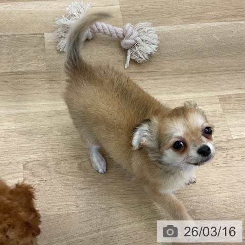 千葉県のチワワ(ロング) (ペットプラス コトエ流山おおたかの森店/2026年1月5日生まれ/女の子/フォーンホワイト)の子犬の3枚目の画像