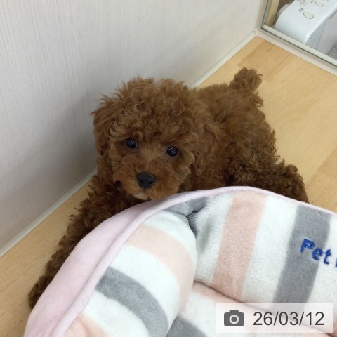 トイ・プードルの写真