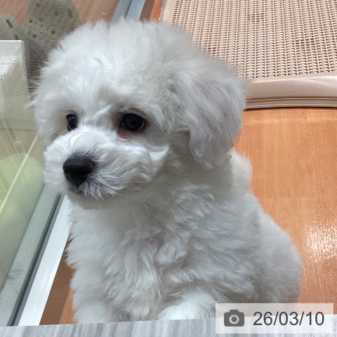 ビション・フリーゼの写真