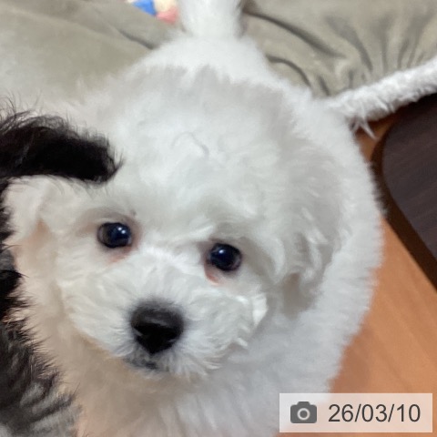 ビション・フリーゼの写真