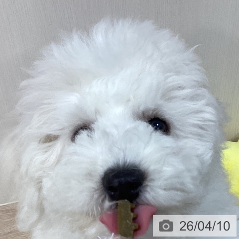 千葉県のビションフリーゼ (ペットプラス 柏店/2026年1月7日生まれ/男の子/ホワイト)の子犬の4枚目の画像