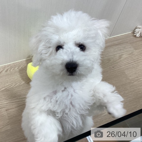 千葉県のビションフリーゼ (ペットプラス 柏店/2026年1月7日生まれ/男の子/ホワイト)の子犬の3枚目の画像