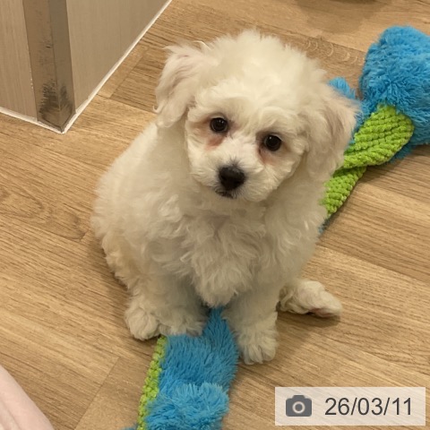 神奈川県のビションフリーゼ (ペットプラス 天王町店/2026年1月7日生まれ/男の子/ホワイト)の子犬の3枚目の画像