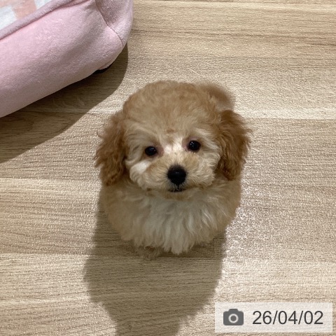 東京都のトイプードル(トイ) (ペットプラス MARK IS 葛飾かなまち店/2026年1月7日生まれ/女の子/アプリコット)の子犬の4枚目の画像