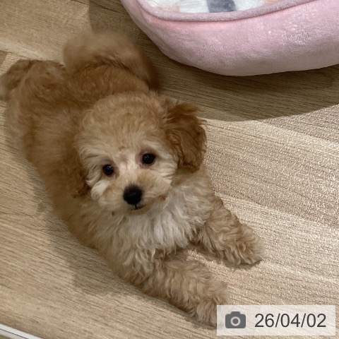 東京都のトイプードル(トイ) (ペットプラス MARK IS 葛飾かなまち店/2026年1月7日生まれ/女の子/アプリコット)の子犬の3枚目の画像