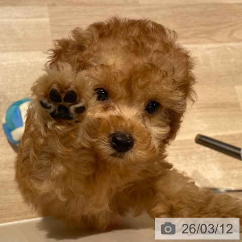 トイ・プードルの写真