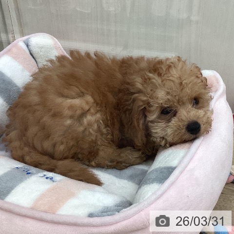 トイ・プードルの写真