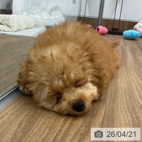 トイ・プードルの写真