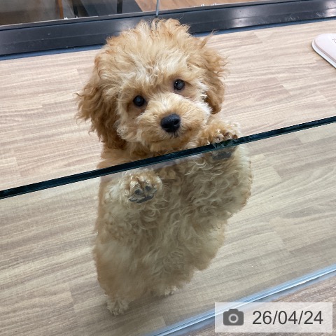 トイ・プードルの写真