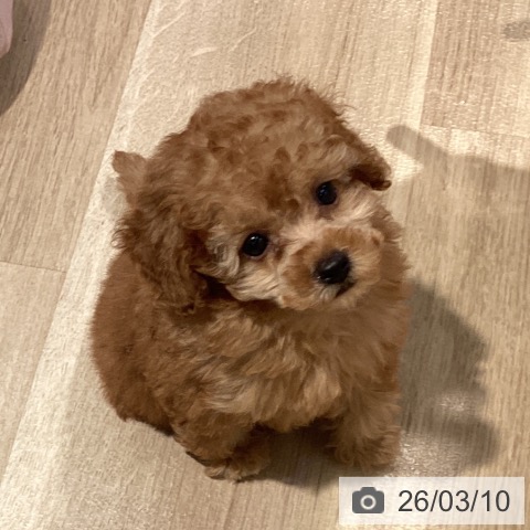 トイ・プードルの写真