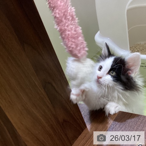 埼玉県のノルウェージャンフォレストキャット (ペットプラス 羽生店/2026年1月1日生まれ/女の子/ブラウンタビーホワイト)の子猫の4枚目の画像