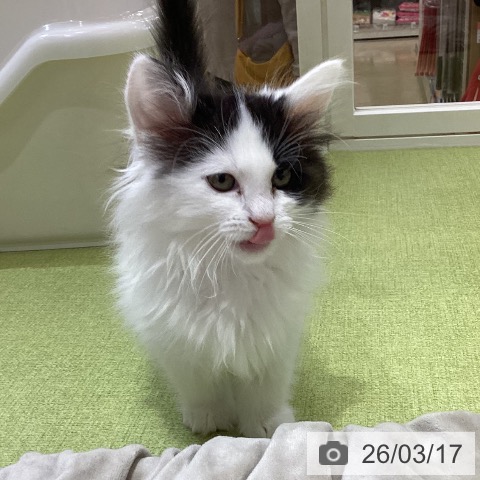 埼玉県のノルウェージャンフォレストキャット (ペットプラス 羽生店/2026年1月1日生まれ/女の子/ブラウンタビーホワイト)の子猫の3枚目の画像