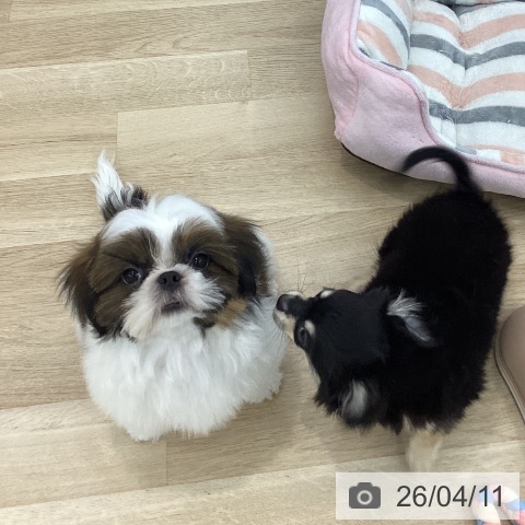 神奈川県のシーズー (ペットプラス 相模原並木店/2026年1月7日生まれ/男の子/ゴールドホワイト)の子犬の4枚目の画像