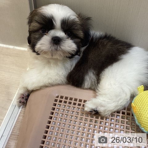 シー・ズーの写真