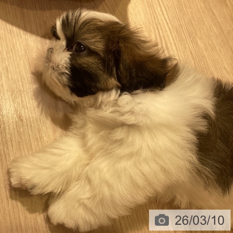 シー・ズーの写真