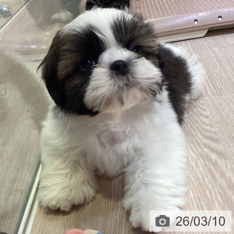 シー・ズーの写真