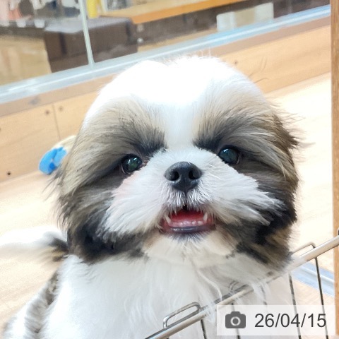 東京都のシーズー (ペッツワン 南砂町SUNAMO店/2026年1月7日生まれ/男の子/ゴールドホワイト)の子犬の3枚目の画像