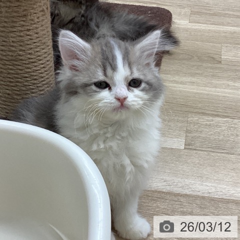 福島県のスコティッシュフォールド (ペットプラス 福島店/2026年1月6日生まれ/女の子/ブルータビーホワイト)の子猫の4枚目の画像