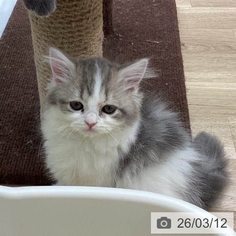福島県のスコティッシュフォールド (ペットプラス 福島店/2026年1月6日生まれ/女の子/ブルータビーホワイト)の子猫の3枚目の画像