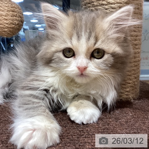 スコティッシュフォールドの写真