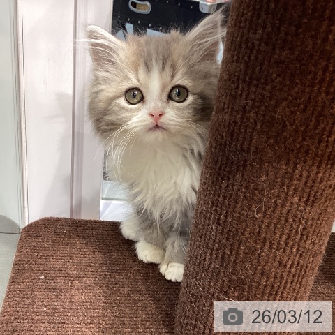 スコティッシュフォールドの写真