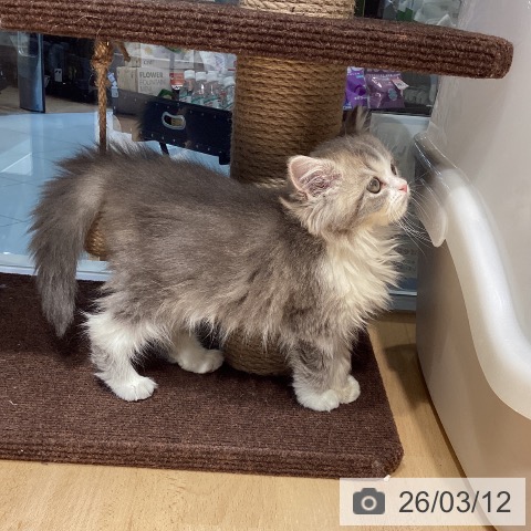 スコティッシュフォールドの写真