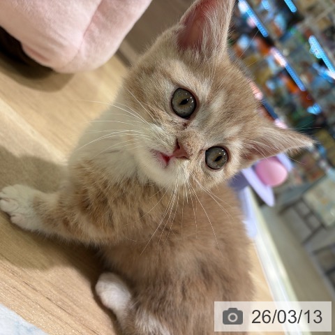 神奈川県のマンチカン (ペットプラス ゆめが丘ソラトス店/2026年1月5日生まれ/男の子/クリームタビーホワイト)の子猫の4枚目の画像