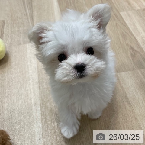 神奈川県のマルチーズ (ペットプラス テラスモール湘南店/2026年1月8日生まれ/男の子/ホワイト)の子犬の4枚目の画像