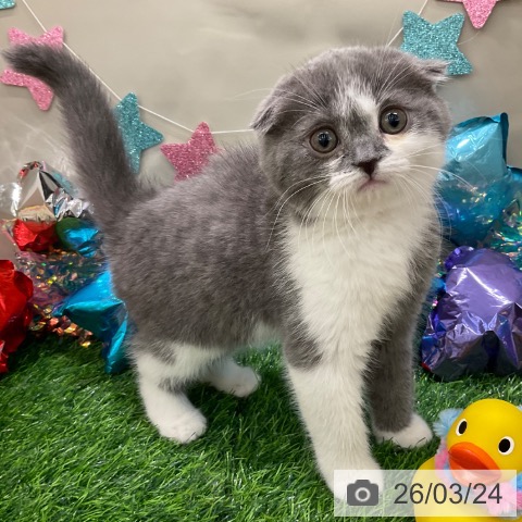 千葉県のスコティッシュフォールド (ペットプラス コトエ流山おおたかの森店/2026年1月8日生まれ/女の子/ブルータビーホワイト)の子猫の3枚目の画像