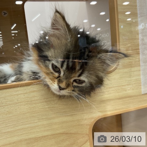 埼玉県のスコティッシュフォールド (ペッツワン 吉川美南店/2026年1月4日生まれ/女の子/ブラウンパッチドタビーホワイト)の子猫の4枚目の画像