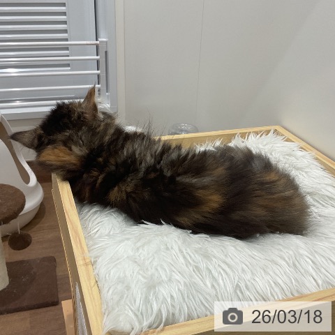 埼玉県のスコティッシュフォールド (ペッツワン 吉川美南店/2026年1月4日生まれ/女の子/ブラウンパッチドタビーホワイト)の子猫の3枚目の画像