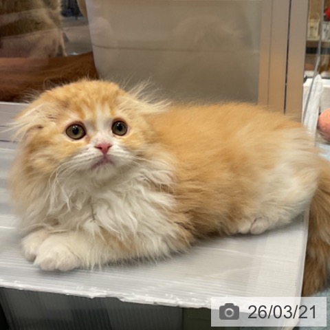 埼玉県のスコティッシュフォールド (ペットプラス コクーンシティ店/2026年1月4日生まれ/女の子/レッドタビーホワイト)の子猫の4枚目の画像