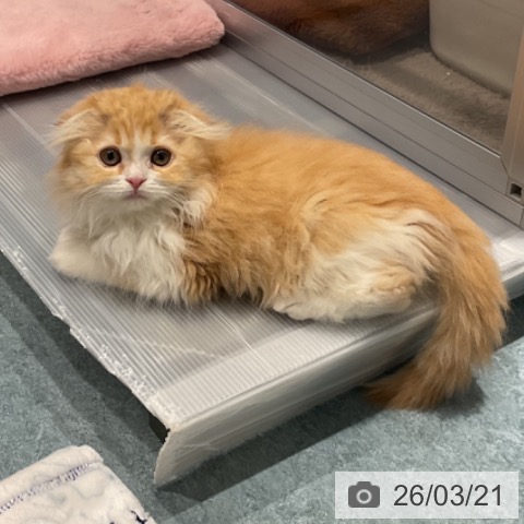 埼玉県のスコティッシュフォールド (ペットプラス コクーンシティ店/2026年1月4日生まれ/女の子/レッドタビーホワイト)の子猫の3枚目の画像