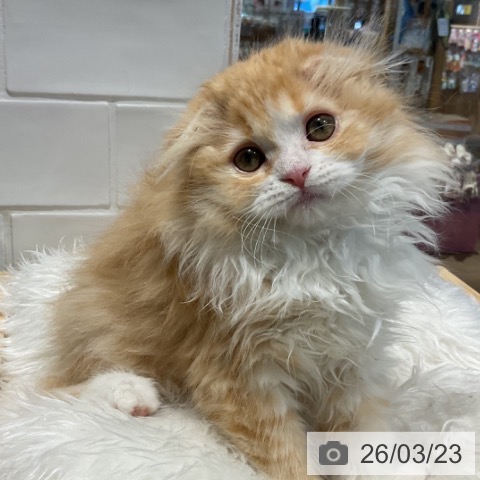 埼玉県のスコティッシュフォールド (ペットプラス コクーンシティ店/2026年1月4日生まれ/女の子/レッドタビーホワイト)の子猫の4枚目の画像