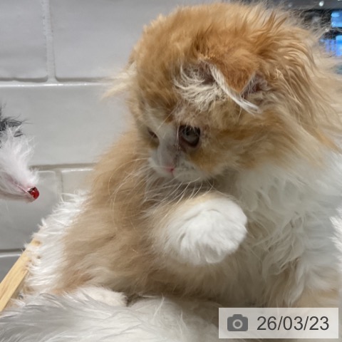 埼玉県のスコティッシュフォールド (ペットプラス コクーンシティ店/2026年1月4日生まれ/女の子/レッドタビーホワイト)の子猫の3枚目の画像