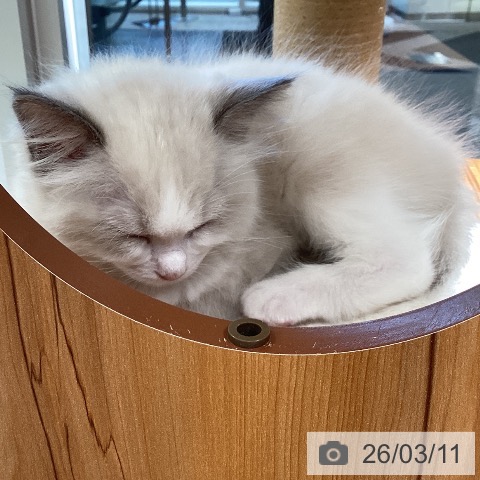 東京都のラグドール (ペットプラス むさし村山店/2026年1月7日生まれ/男の子/ブルーポイントバイカラー)の子猫の3枚目の画像