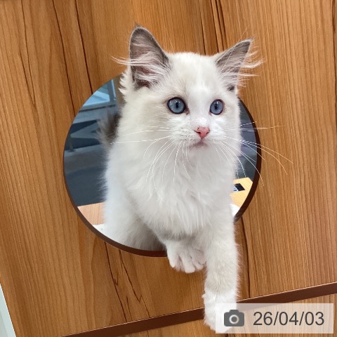 東京都のラグドール (ペットプラス むさし村山店/2026年1月7日生まれ/男の子/ブルーポイントバイカラー)の子猫の4枚目の画像