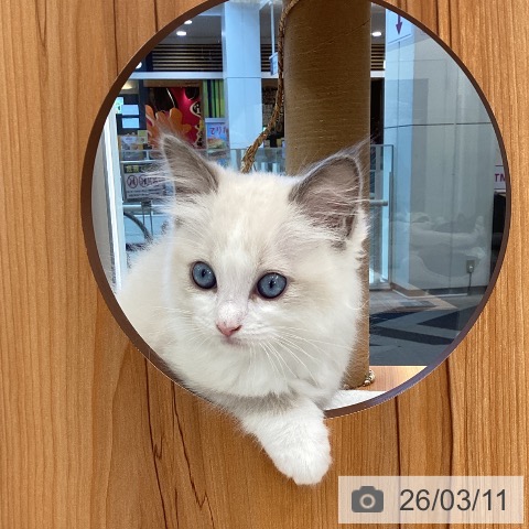 東京都のラグドール (ペットプラス むさし村山店/2026年1月7日生まれ/男の子/ブルーポイントバイカラー)の子猫の3枚目の画像